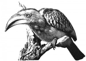 eDavid_bird